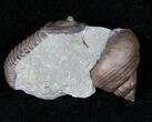 , D Flexicalymene Trilobite With Gastropod #13163-3